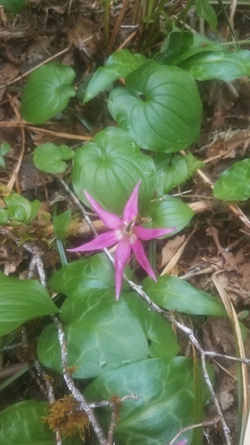 Erythronium revolutum (coast fawn lily) (alternate view 3)