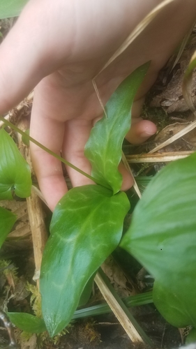 Erythronium revolutum (coast fawn lily) (alternate view 4)