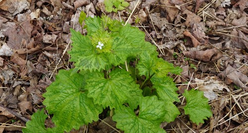 Alliaria petiolata (garlic mustard)