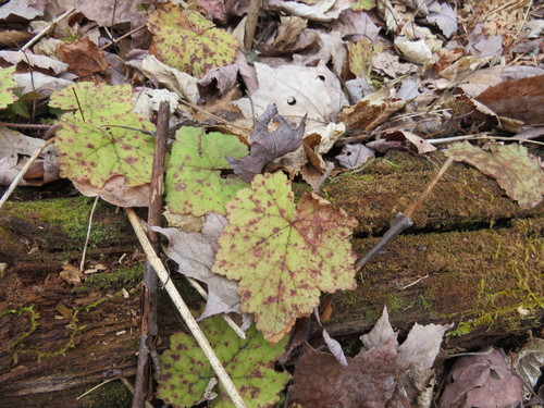 Tiarella stolonifera (Creeping Foamflower) (alternate view 4)