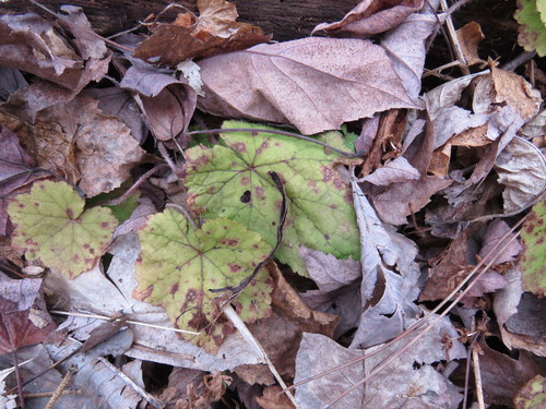 Tiarella stolonifera (Creeping Foamflower) (alternate view 5)
