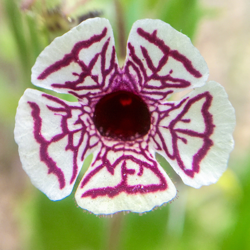 Diplacus (alternate view 2)