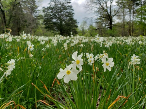 Narcissus × medioluteus (Primrose-peerless) (alternate view 15)