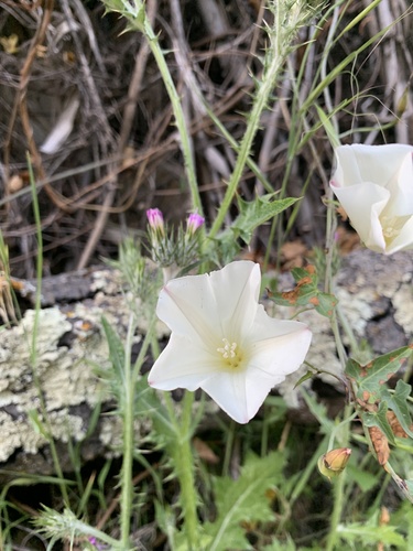 Calystegia purpurata (Pacific False Bindweed) (alternate view 2)