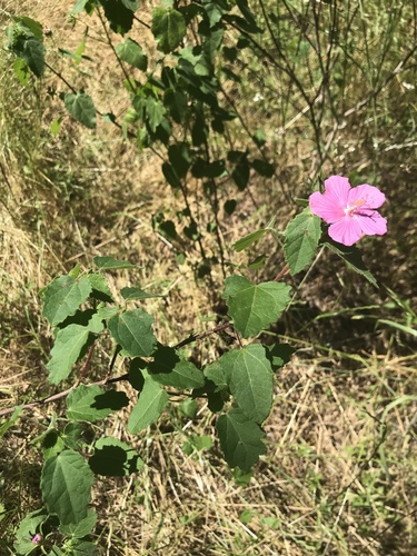 Pavonia lasiopetala (Rose pavonia) (alternate view 3)