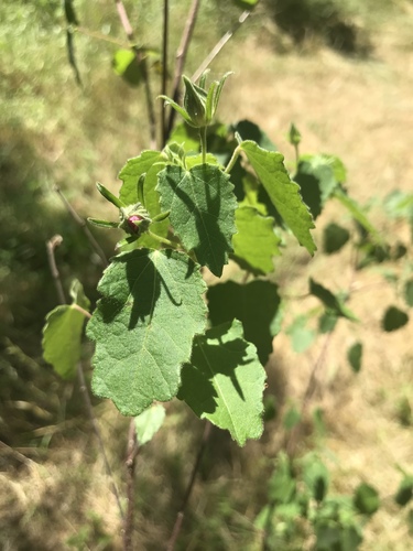 Pavonia lasiopetala (Rose pavonia) (alternate view 4)