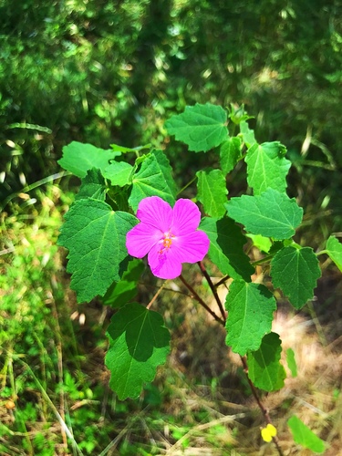 Pavonia lasiopetala (Rose pavonia) (alternate view 2)