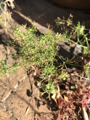 Cyclospermum leptophyllum (Marsh parsley) (alternate view 2)