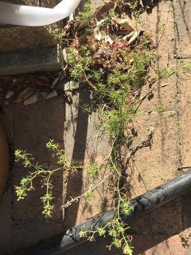 Cyclospermum leptophyllum (Marsh parsley)