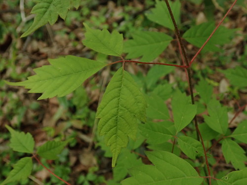 Acer cissifolium (Ivy-leaved Maple) (alternate view 5)