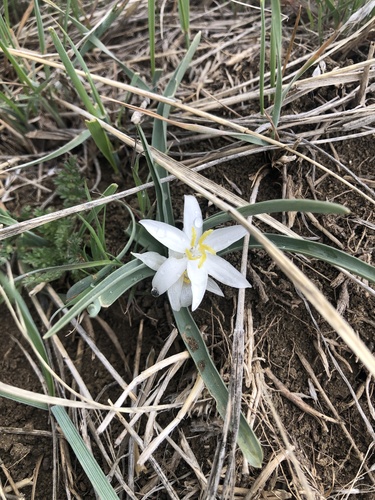 Leucocrinum montanum (common starlily) (alternate view 5)