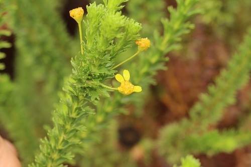Euryops (True-eye Daisies) (alternate view 6)