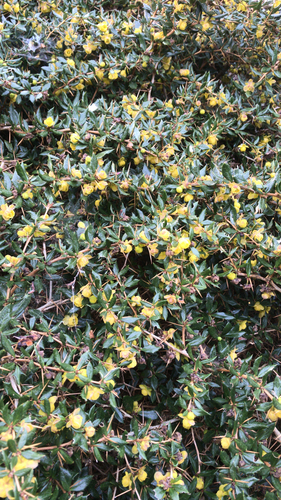Berberis verruculosa (Warty barberry) (alternate view 3)