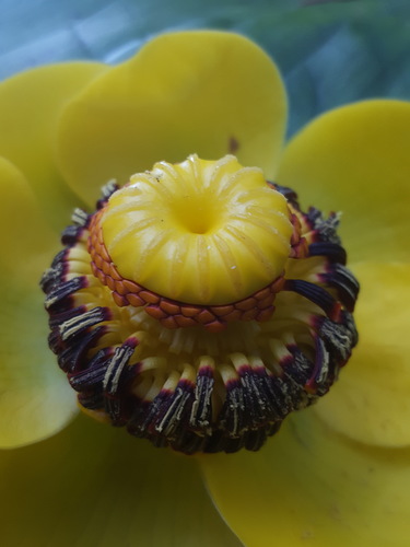 Nuphar polysepala (western yellow pond-lily) (alternate view 4)