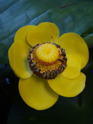 Nuphar polysepala (western yellow pond-lily) (alternate view 5)