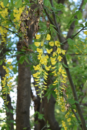 Laburnum anagyroides (golden chain tree)