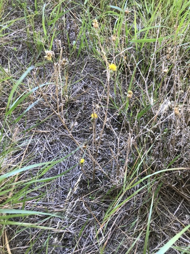 Centaurea solstitialis (Yellow Star-Thistle) (alternate view 7)