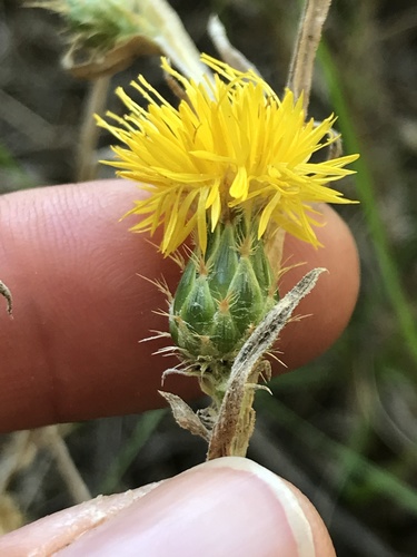 Centaurea solstitialis (Yellow Star-Thistle) (alternate view 6)