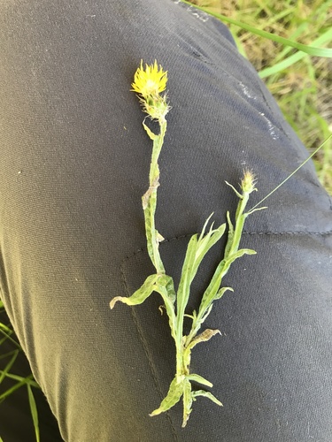 Centaurea solstitialis (Yellow Star-Thistle) (alternate view 8)