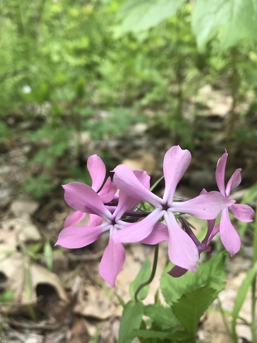 Phlox divaricata (Woodland Phlox)