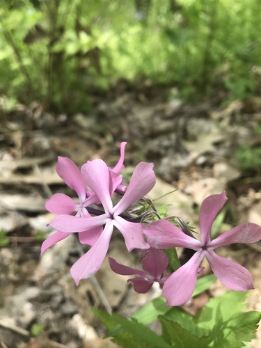 Phlox divaricata (Woodland Phlox)