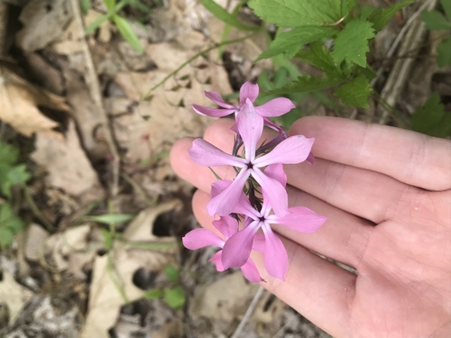 Phlox divaricata (Woodland Phlox)
