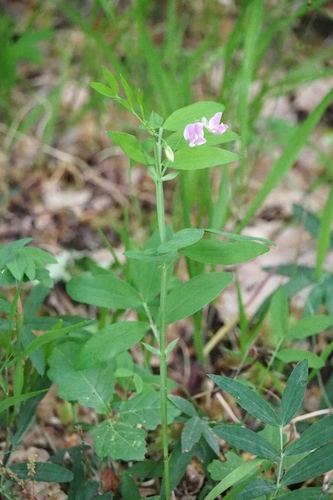 Lathyrus linifolius (Bitter Vetch)