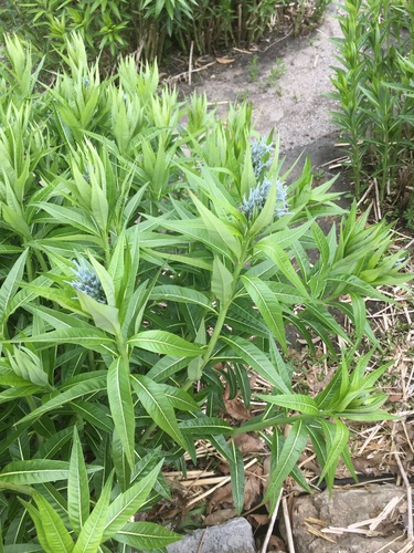 Amsonia illustris (Shining Bluestar) (alternate view 5)