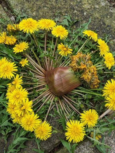 Taraxacum (dandelions) (alternate view 8)