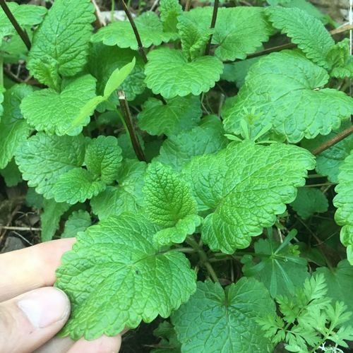Melissa officinalis (Lemon Balm) (alternate view 5)