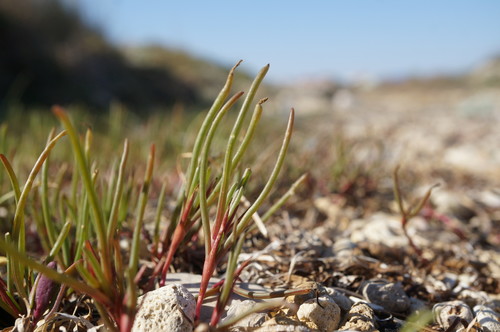 Salsola tragus (Prickly Russian Thistle) (alternate view 5)