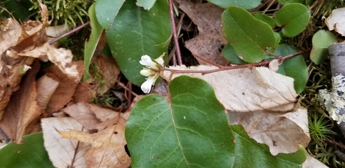 Epigaea repens (trailing arbutus)