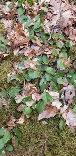 Epigaea repens (trailing arbutus)
