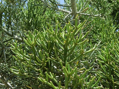 Euphorbia tirucalli (Fire Stick) (alternate view 10)