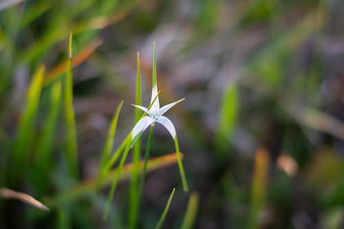 Rhynchospora colorata (White-Top Sedge)