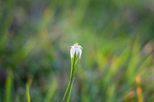 Rhynchospora colorata (White-Top Sedge)