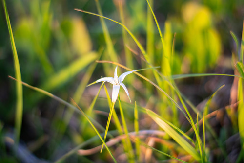 Rhynchospora colorata (White-Top Sedge)