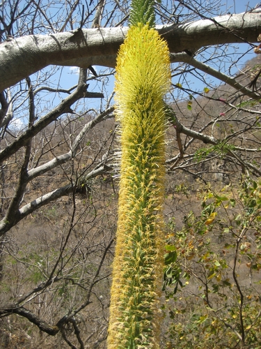 Agave vilmoriniana (Octopus Agave)