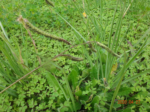 Paspalum dilatatum (Dallis grass)