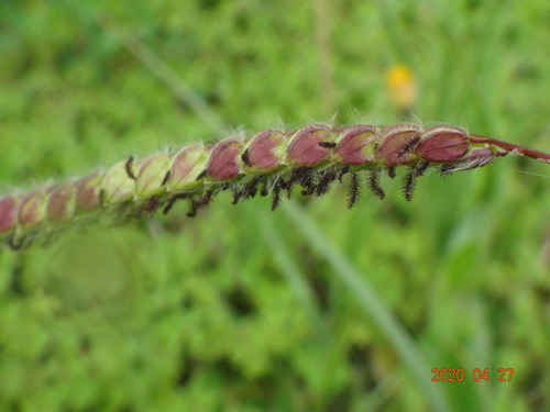 Paspalum dilatatum (Dallis grass) (alternate view 2)