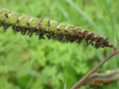Paspalum dilatatum (Dallis grass) (alternate view 3)
