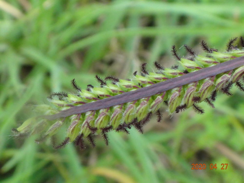 Paspalum dilatatum (Dallis grass) (alternate view 4)