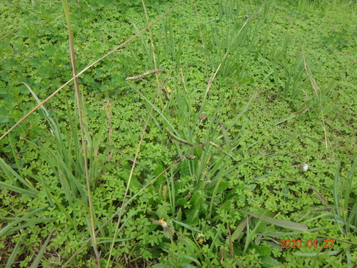 Paspalum dilatatum (Dallis grass) (alternate view 5)