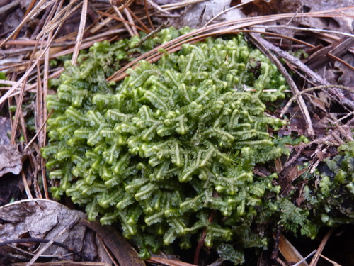Bazzania trilobata (greater whipwort) (alternate view 9)