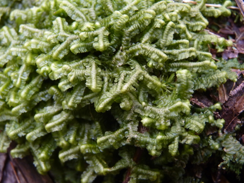 Bazzania trilobata (greater whipwort) (alternate view 10)