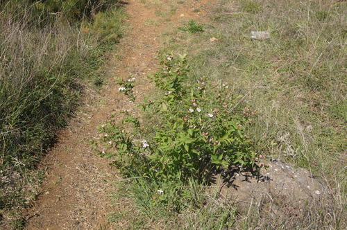 Lonicera tatarica (Tatarian honeysuckle)