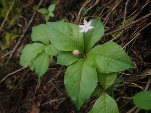 Lysimachia latifolia (Western Starflower) (alternate view 5)