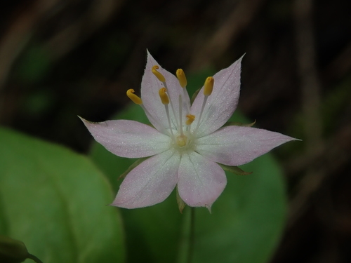 Lysimachia latifolia (Western Starflower) (alternate view 4)