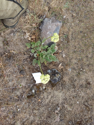 Eriogonum compositum (Arrowleaf Buckwheat) (alternate view 4)