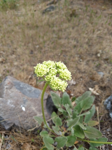 Eriogonum compositum (Arrowleaf Buckwheat) (alternate view 5)